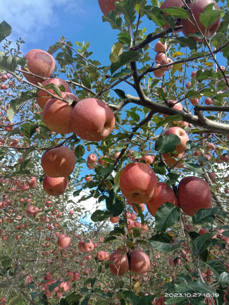 《丑苹果》冰糖心富士苹果