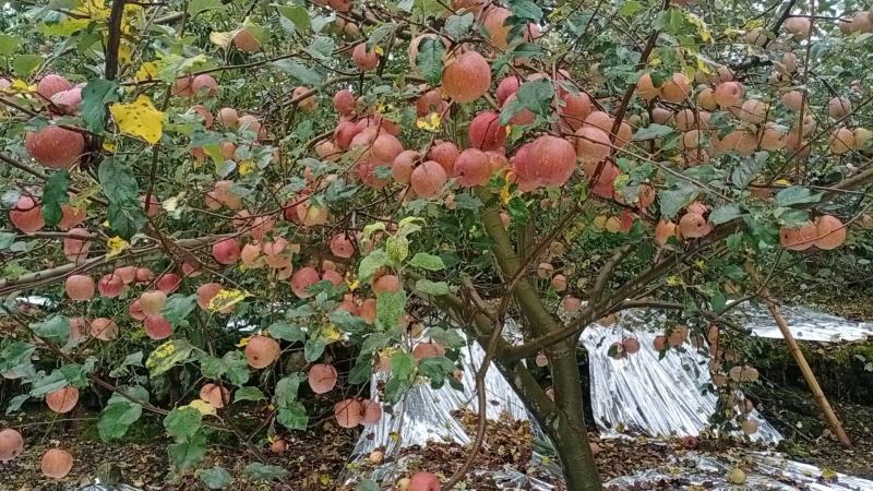 《丑苹果》冰糖心富士苹果