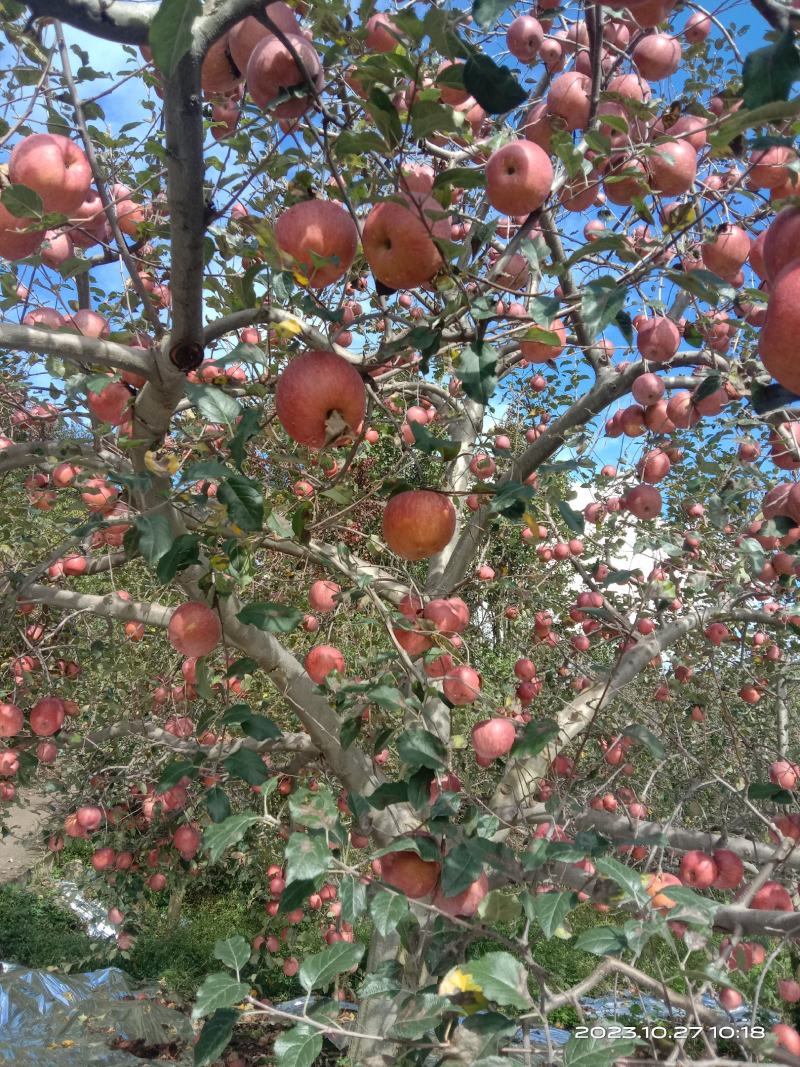 《丑苹果》冰糖心富士苹果