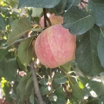 山东莱西莱阳260亩红富士苹果
