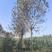 河南白蜡树8公分至15公分，带土发货，成活率高，分支统一
