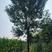 河南白蜡树8公分至15公分，带土发货，成活率高，分支统一