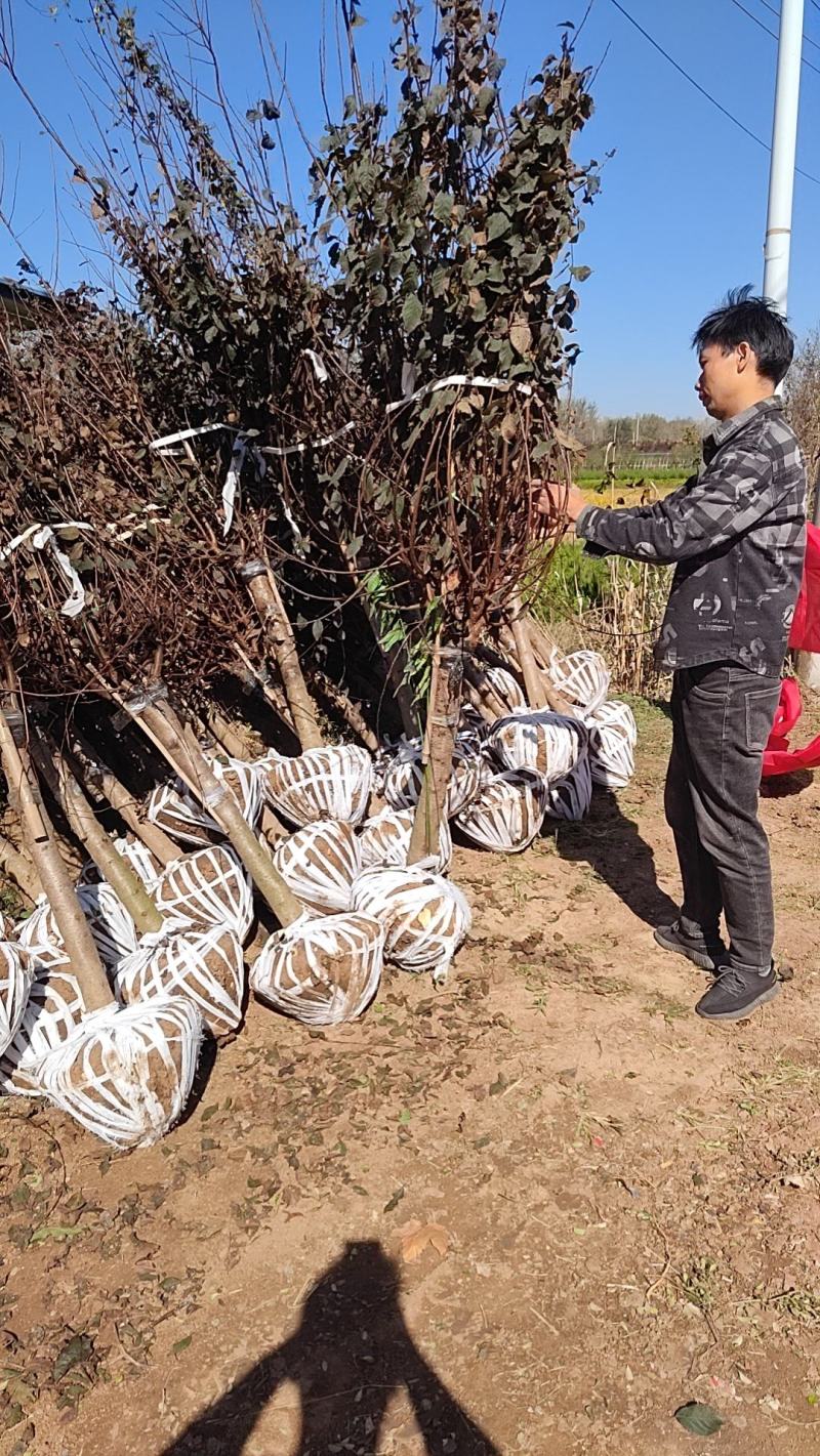 榆叶梅嫁接榆叶梅