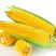 甜玉米，水果玉米，太阳花玉米，产地一条龙服务量大从优