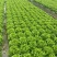 散叶生菜南通意大利奶油散叶生菜基地直供长期供档口商超食堂