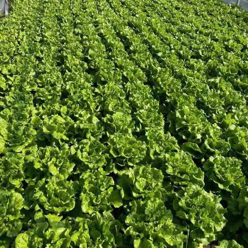 散叶生菜南通意大利奶油散叶生菜基地直供长期供档口商超食堂
