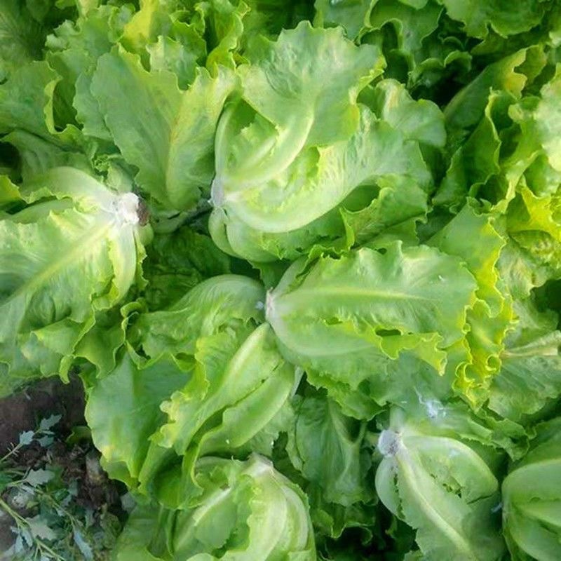 散叶生菜南通意大利奶油散叶生菜基地直供长期供档口商超食堂