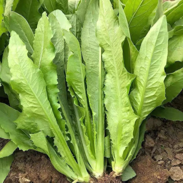 油菜快菜菠菜油麦菜产地发货可视频看货也可到产地看货