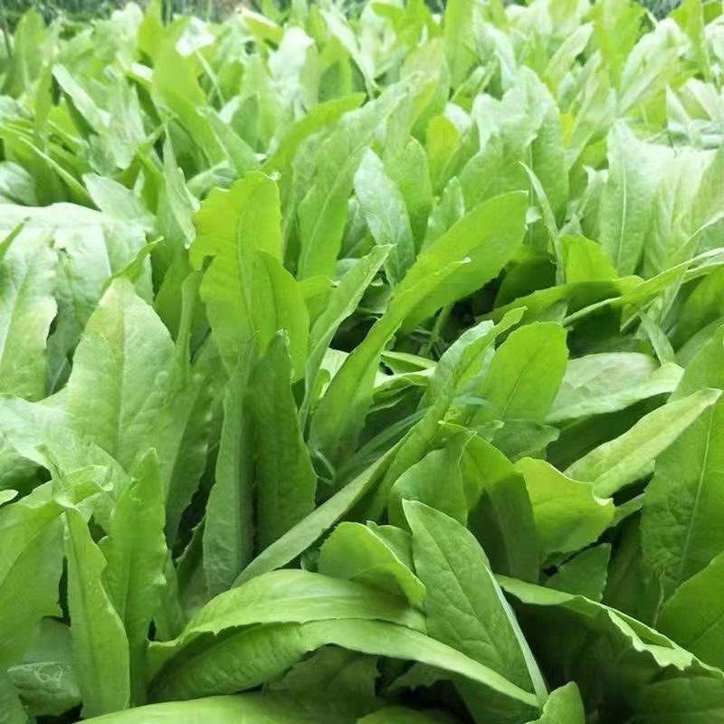 油菜快菜菠菜油麦菜产地发货可视频看货也可到产地看货