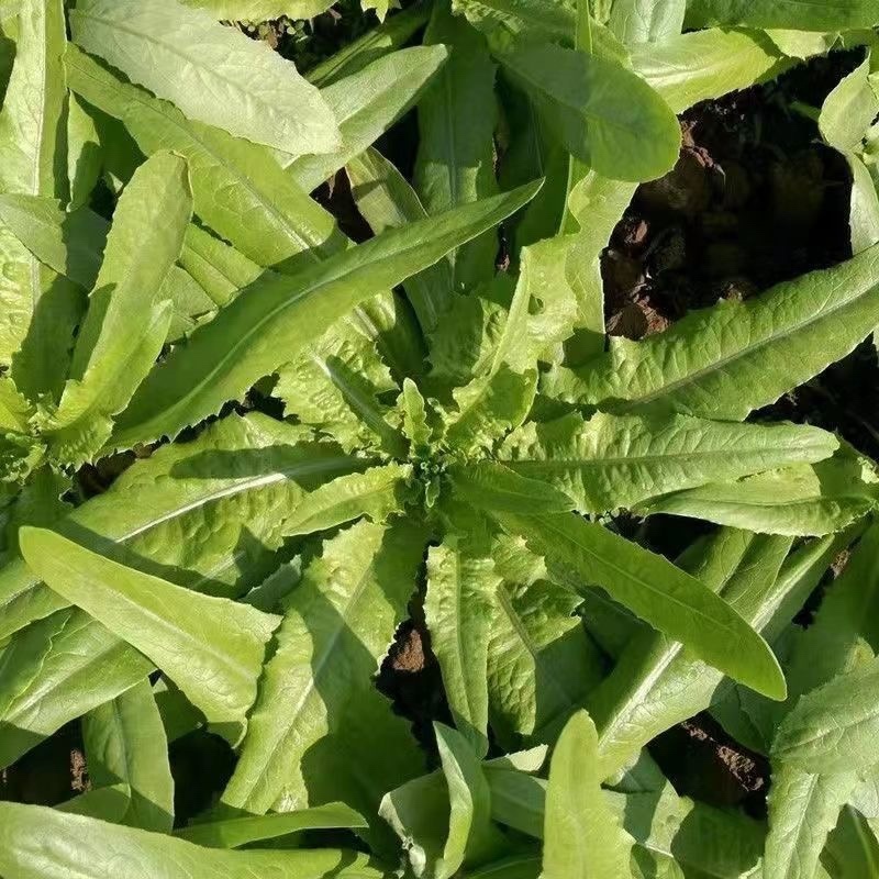 油菜快菜菠菜油麦菜产地发货可视频看货也可到产地看货