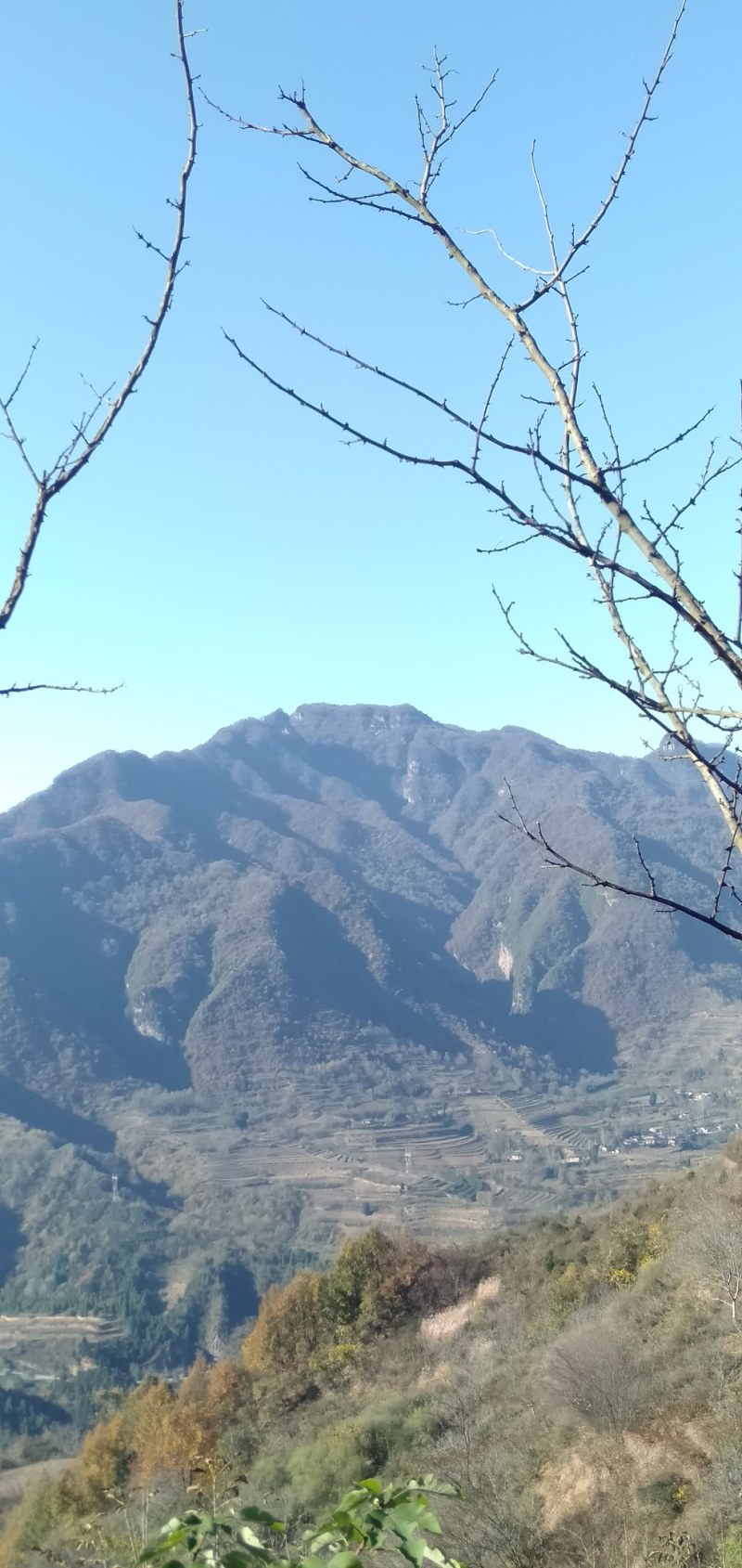 大深山百花土蜂蜜