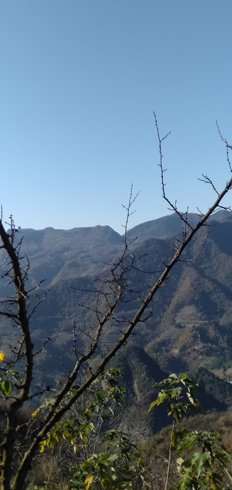 大深山百花土蜂蜜