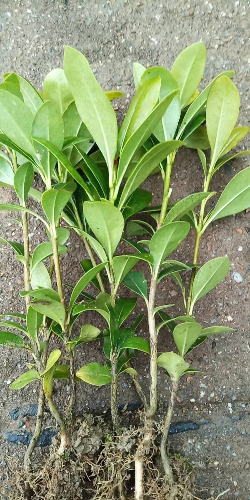海桐芽苗工程苗杯海桐10一50公分基地直销量大从优