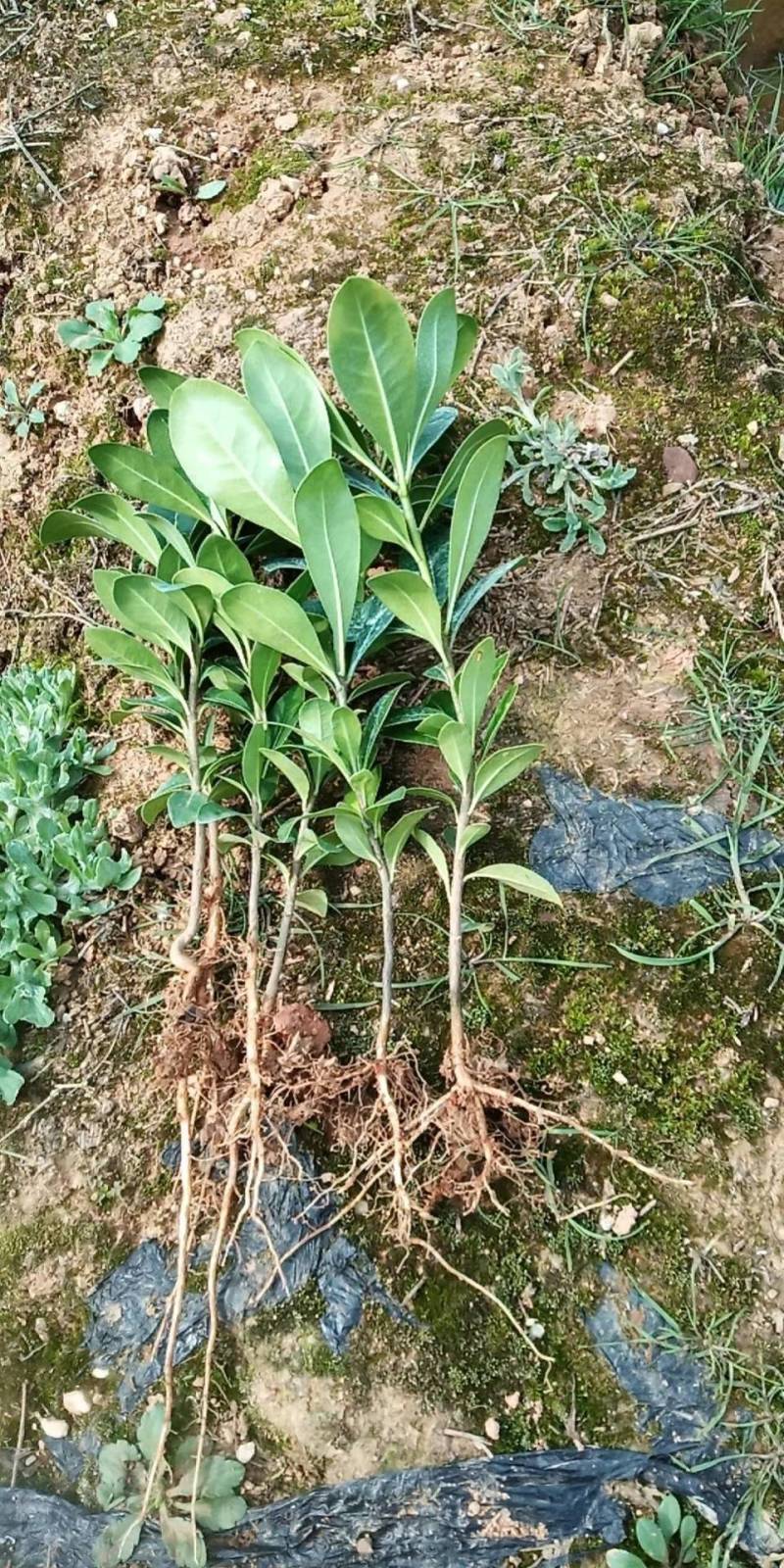 海桐芽苗工程苗杯海桐10一50公分基地直销量大从优