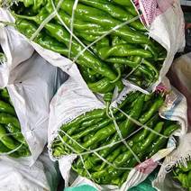 大棚301辣椒线椒螺丝椒代收发货，种蔬菜都有大量有货。