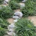 棕树苗棕包苗棕树下山苗扇子树四季常青