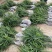 棕树苗棕包苗棕树下山苗扇子树四季常青