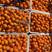 台州涌泉蜜橘，大量供货需要购买的，老板们欢迎来基地考察