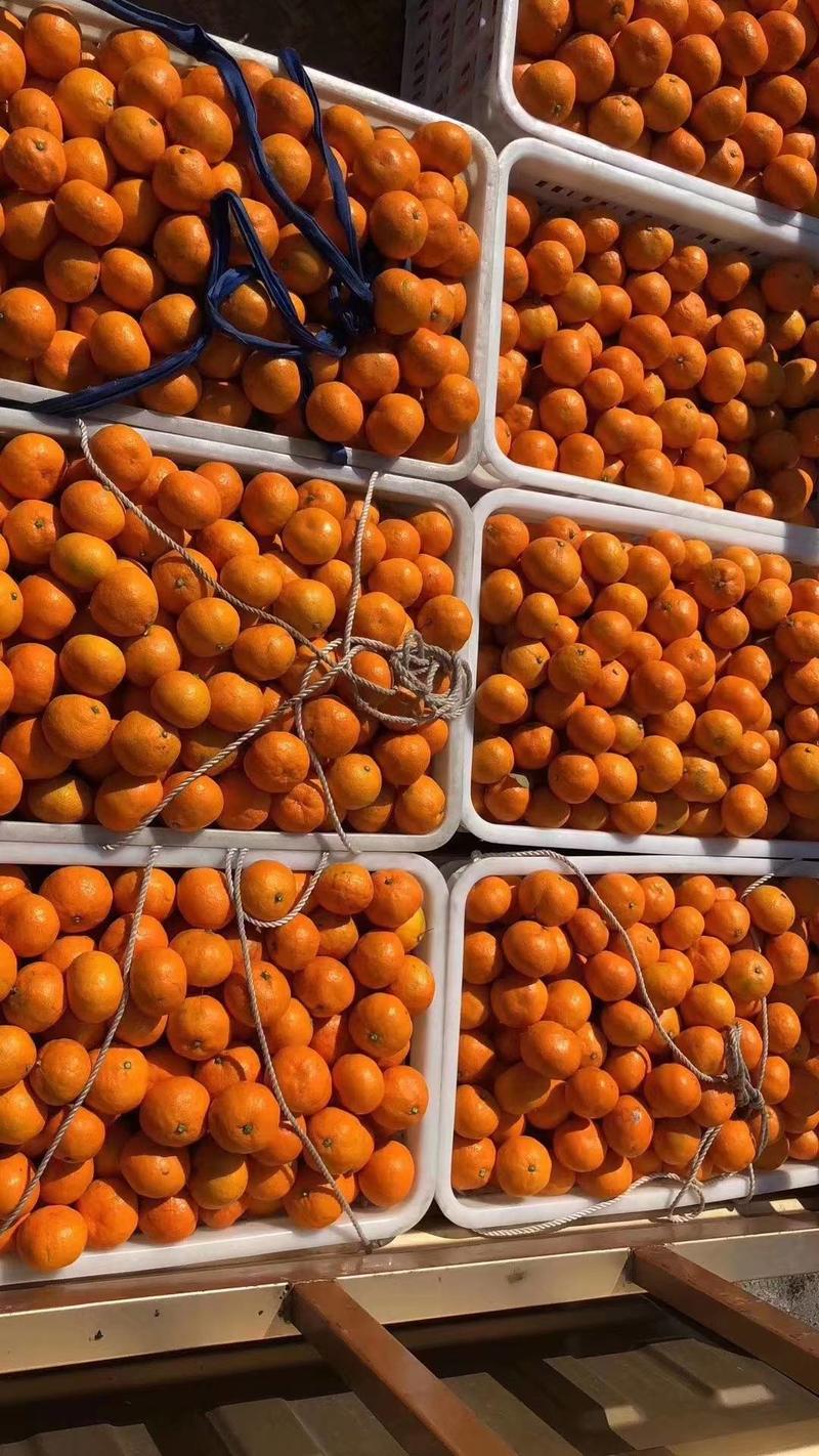 台州涌泉蜜橘，大量供货需要购买的，老板们欢迎来基地考察