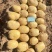 陕北纯沙地土豆，基地直供，电商下单可优惠，面对面视频看货