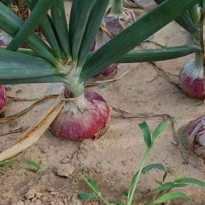 现货紫红皮洋葱苗电商苗50棵一捆量大从优现货随时发货需要