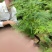 文竹阳台室内外设计布景花镜，园林绿化工程