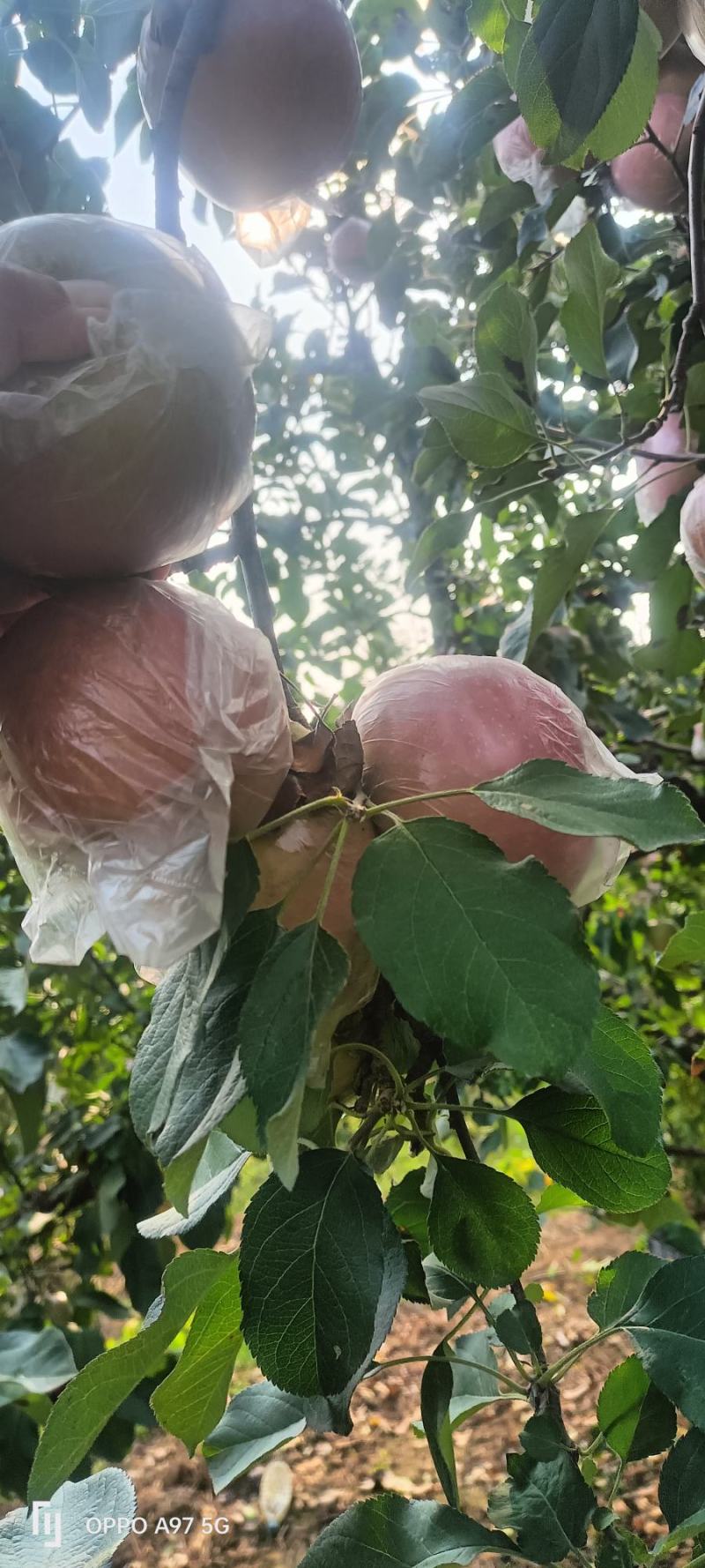 苹果〔精选〕优质红富士苹果，糖心果，现摘现发80cm起步