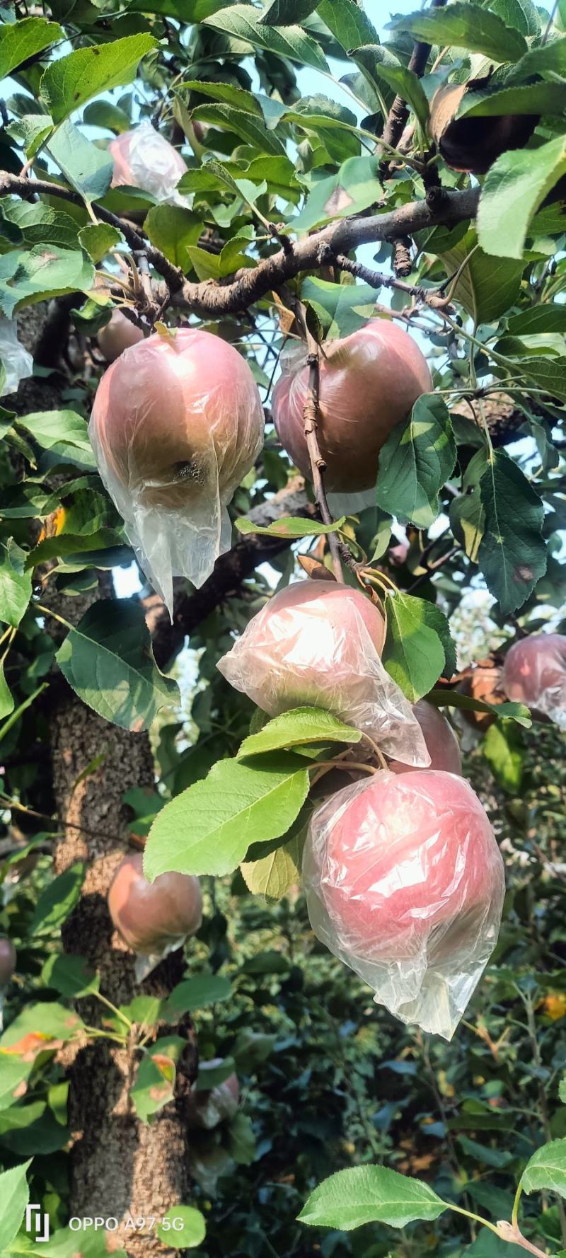 苹果〔精选〕优质红富士苹果，糖心果，现摘现发80cm起步