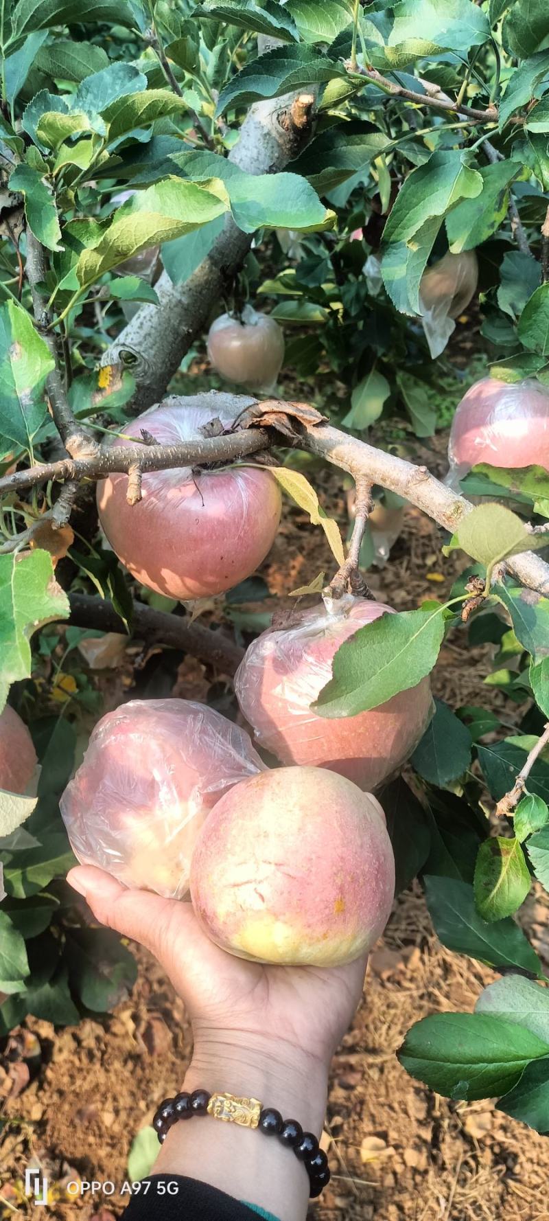 苹果〔精选〕优质红富士苹果，糖心果，现摘现发80cm起步
