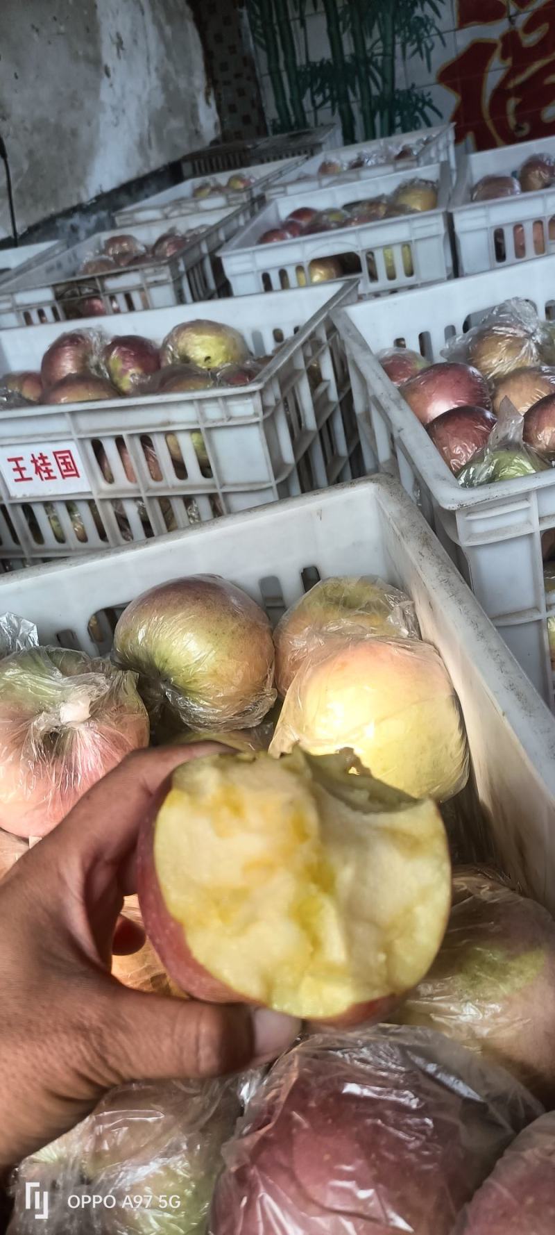 苹果〔精选〕优质红富士苹果，糖心果，现摘现发80cm起步
