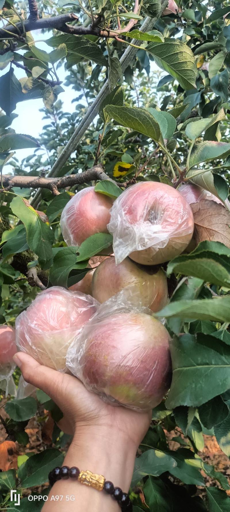 苹果〔精选〕优质红富士苹果，糖心果，现摘现发80cm起步