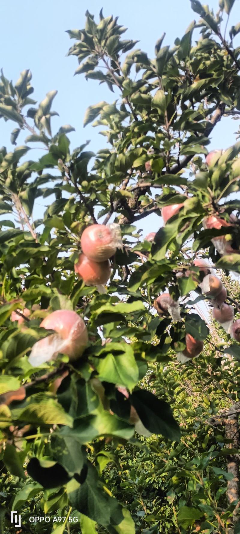 苹果〔精选〕优质红富士苹果，糖心果，现摘现发80cm起步