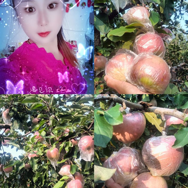 苹果〔精选〕优质红富士苹果，糖心果，现摘现发80cm起步