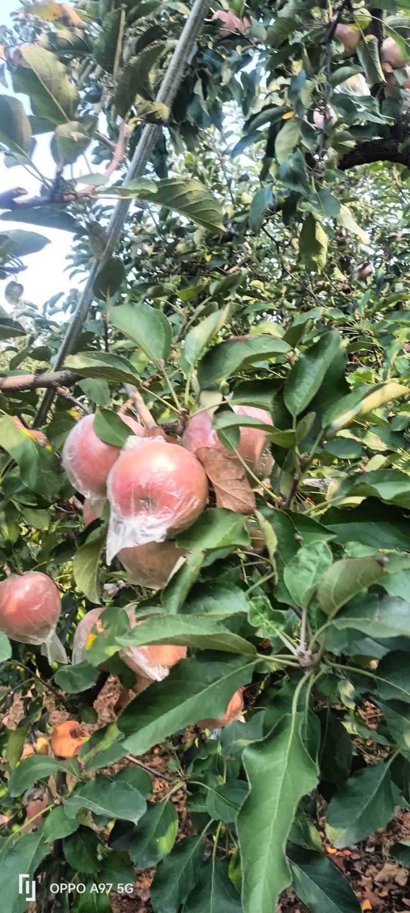 苹果〔精选〕优质红富士苹果，糖心果，现摘现发80cm起步