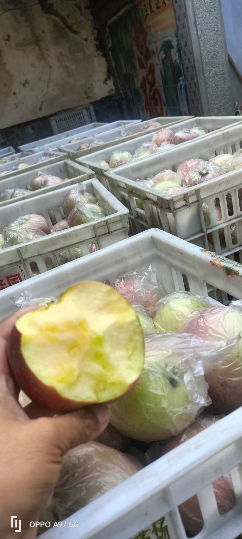 苹果〔精选〕优质红富士苹果，糖心果，现摘现发80cm起步
