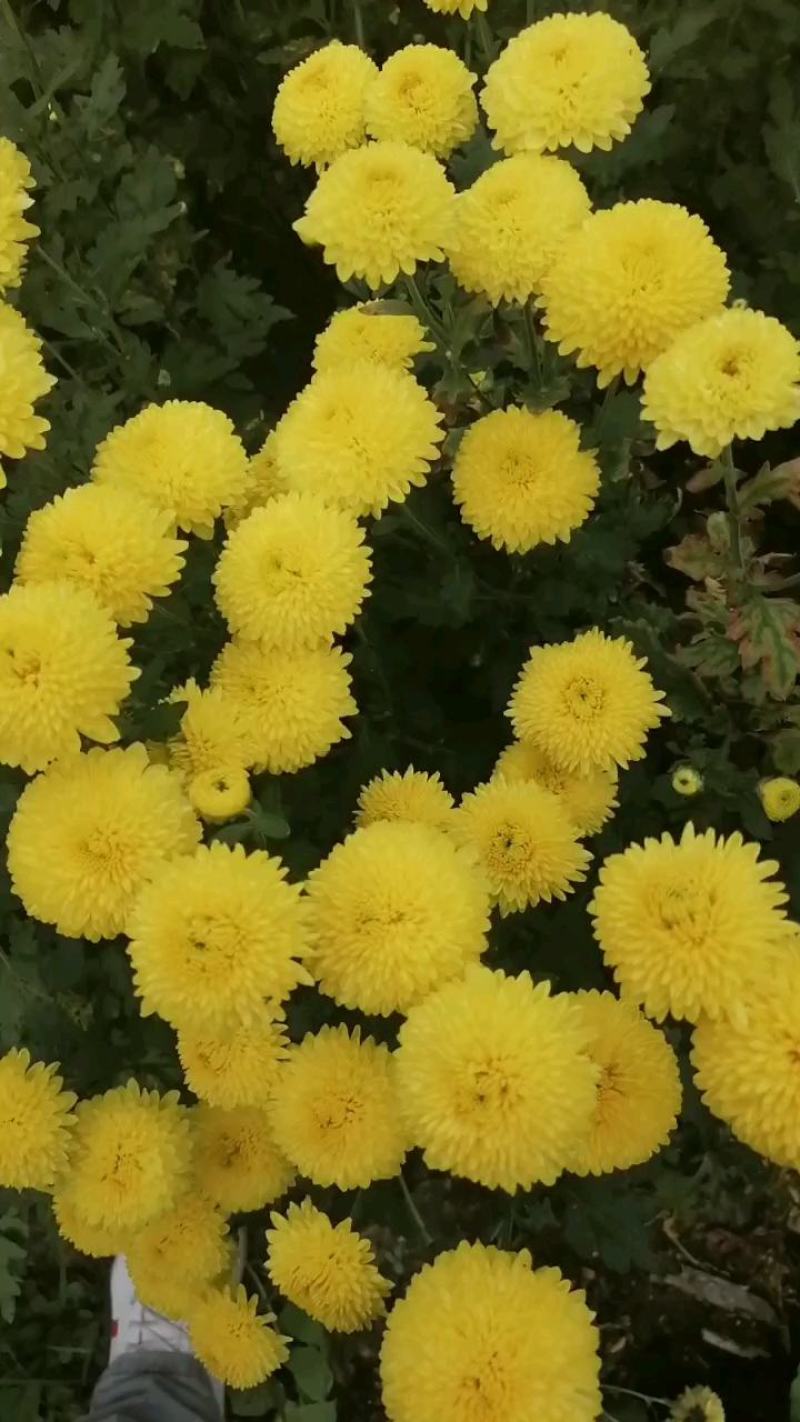 【推荐】黄山皇菊，大皇菊茶价格美丽欢迎洽谈