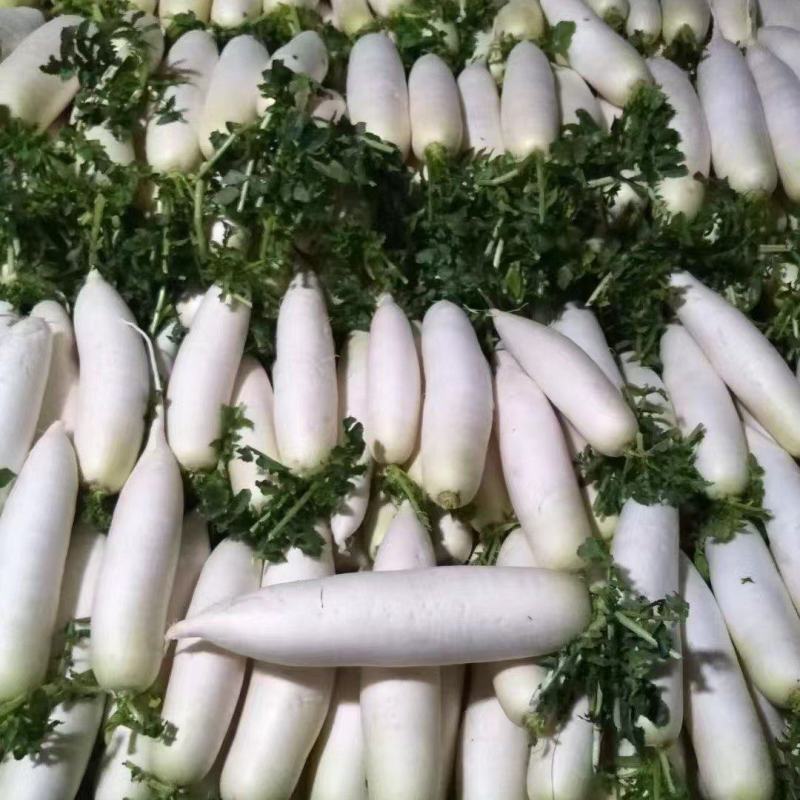 高原精品萝卜