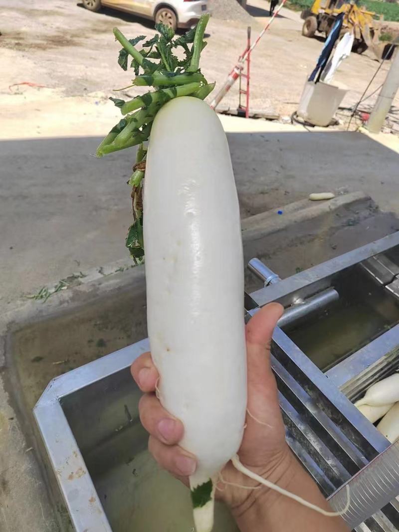 高原精品萝卜