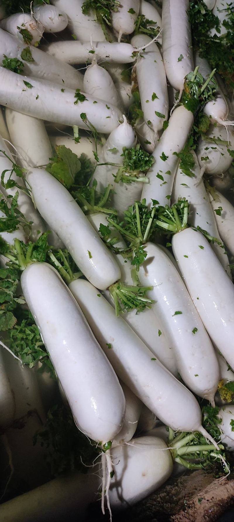 高原精品萝卜