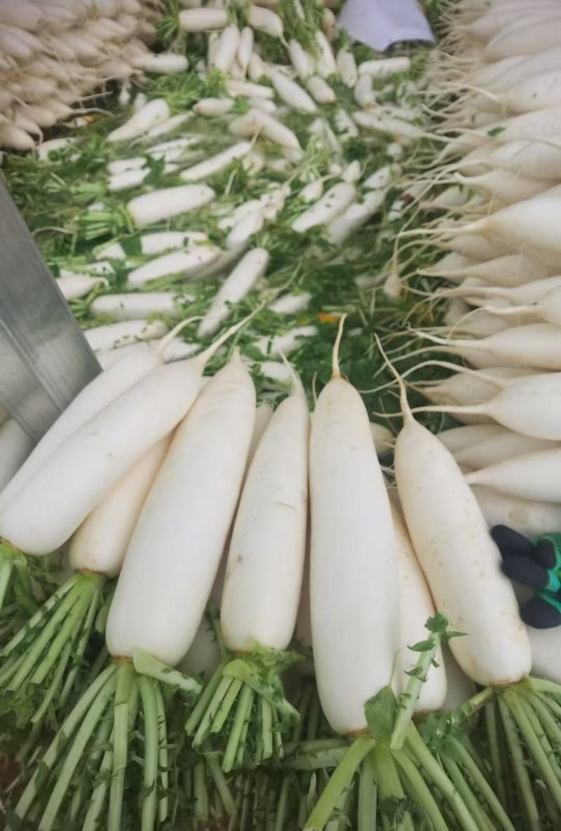 高原精品萝卜