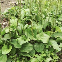 食用车前草种子平车前野菜四季播种中药材车轮菜野生车前子籽包邮