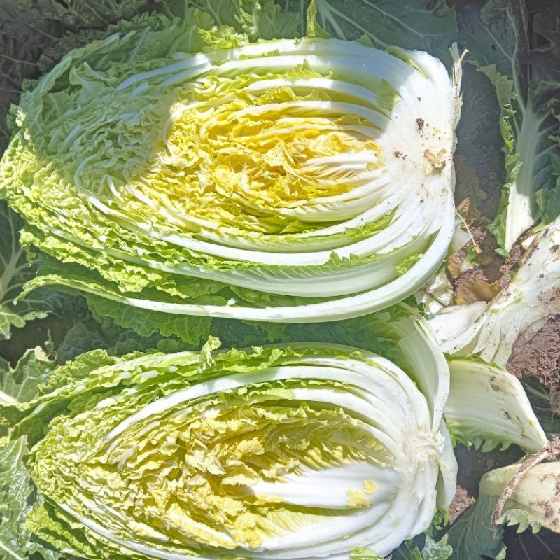 大娃娃菜，没有虫眼，没有烧心欢迎新老客户想要的联系