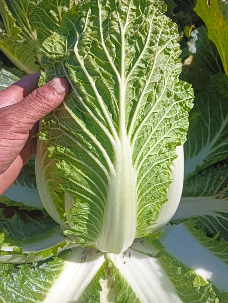 大娃娃菜，没有虫眼，没有烧心欢迎新老客户想要的联系