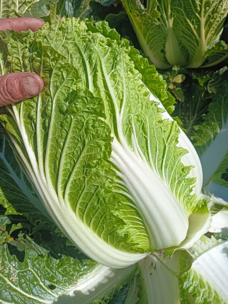 大娃娃菜，没有虫眼，没有烧心欢迎新老客户想要的联系