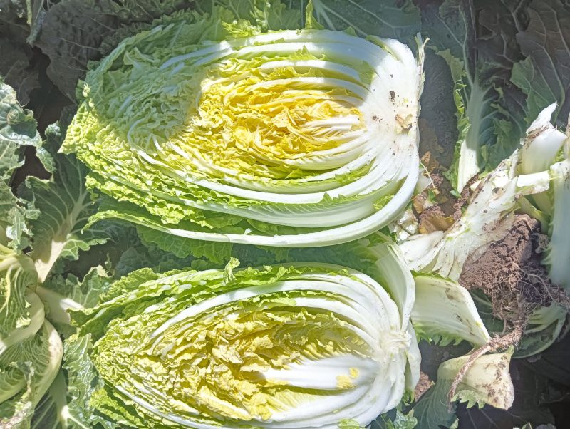 大娃娃菜，没有虫眼，没有烧心欢迎新老客户想要的联系