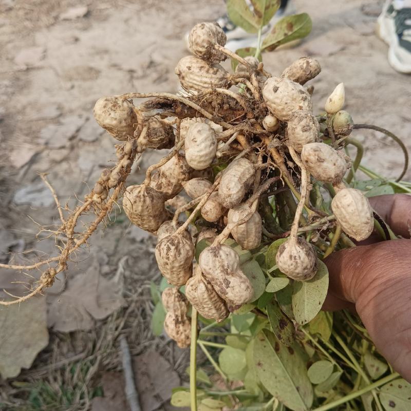 罗汉果，白沙果，带壳干花生，通货精货