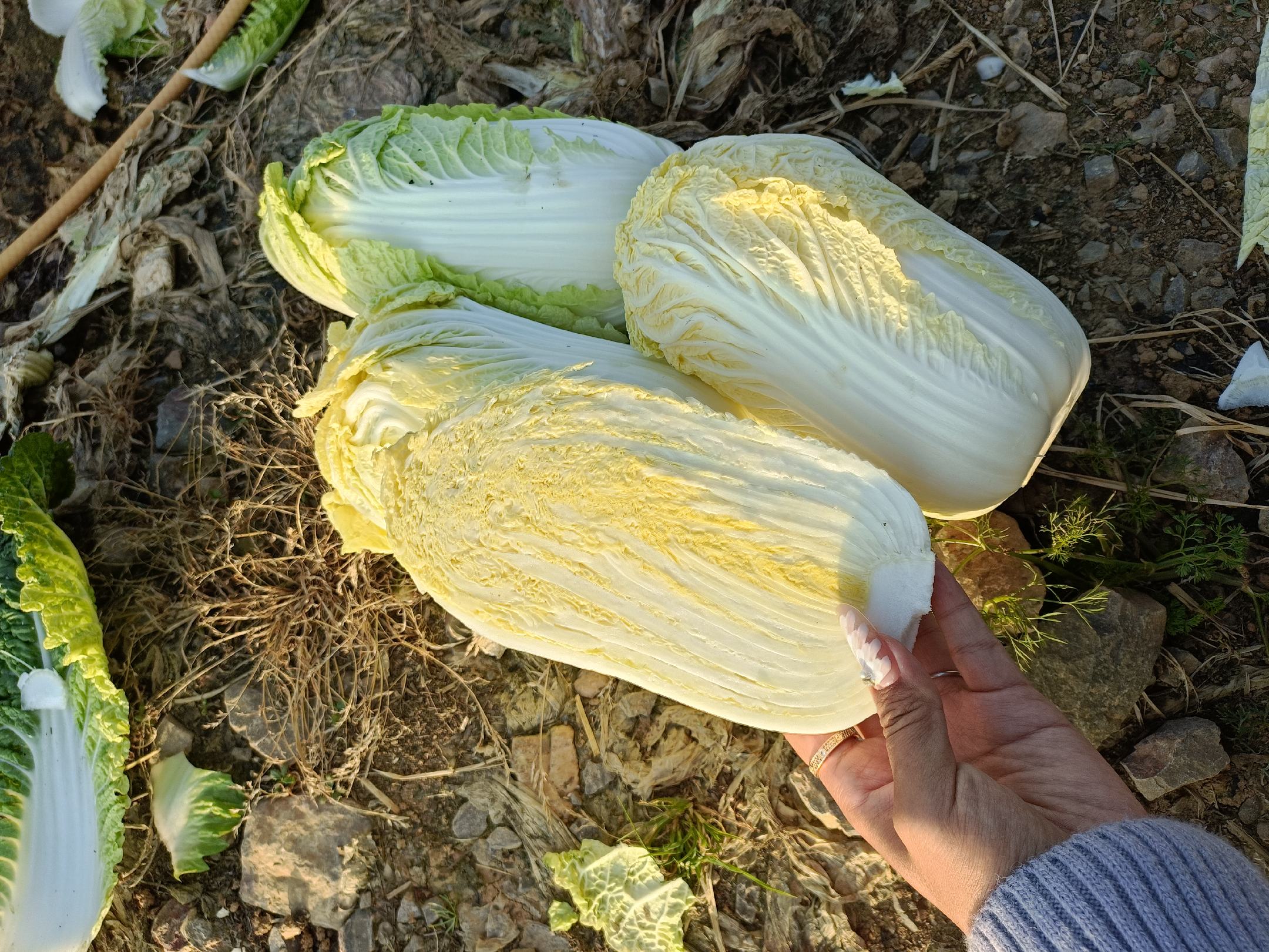 家庭厨房场景：妈妈手持不锈钢刀在木质砧板上切娃娃菜，菜叶整齐堆叠于蓝边瓷盘中，旁边放着柠檬、蒜瓣和玻璃瓶芝麻油，自然光线明亮温馨