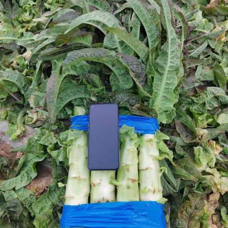 开封尖叶莴笋红叶莴苣三青莴笋不空心大量供应