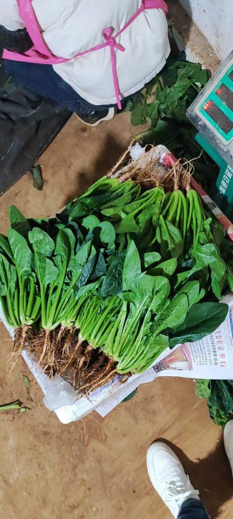 云南蔬菜，菠菜，一手货源，冷库打冷，加工可送昆明市区，