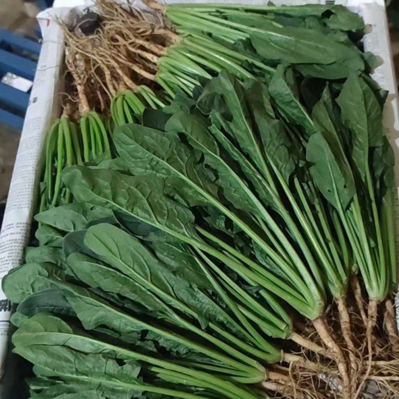 云南蔬菜，菠菜，一手货源，冷库打冷，加工可送昆明市区，